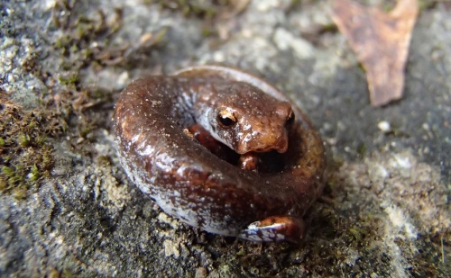 Four-toed Salamanders may curl up defensively when scared.