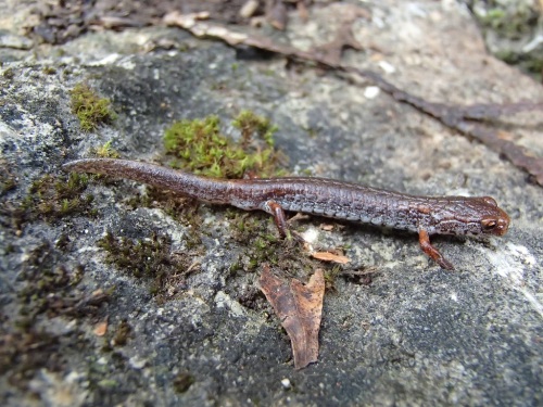 Halton region’s first Four-Toed Salamander reported in 34 years.