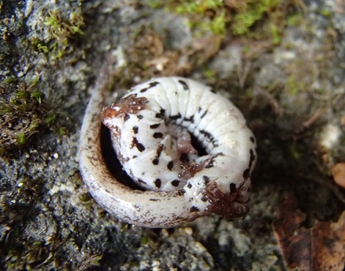  Four-toed Salamanders have a black-spotted white belly.